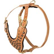 Custom Padded Leather Pitbull Harness with Beautiful Studs Custom Padded Leather Pitbull Harness with Beautiful Studs
