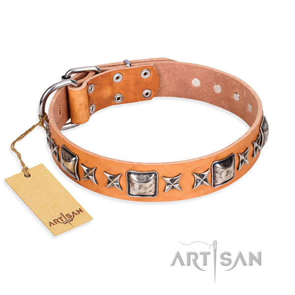 Fancy walking dog collar of fine quality natural leather with embellishments