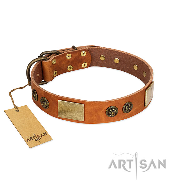 Stylish genuine leather dog collar for daily walking