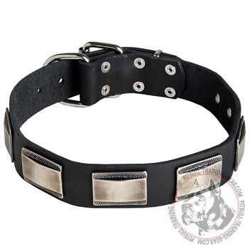 Decorated leather American Pit Bull Terrier collar with plates