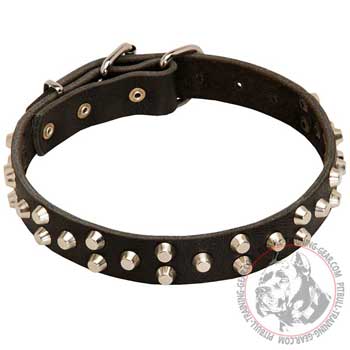 Designer leather American Pit Bull Terrier collar