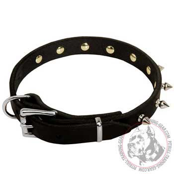 Leather American Pit Bull Terrier collar with durable hardware