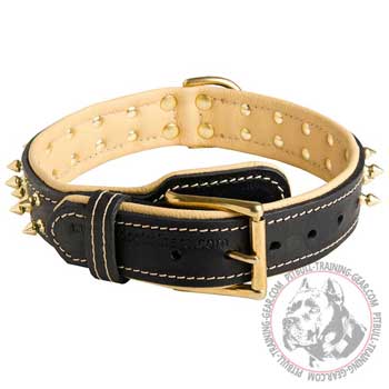 Designer leather American Pit Bull Terrier collar for walking