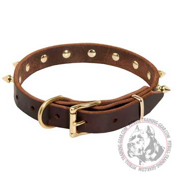 Leather American Pit Bull Terrier collar with riveted brass hardware