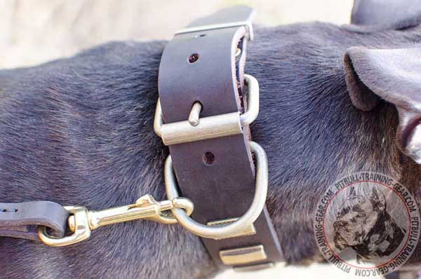 Durable Brass Buckle on Decorated Leather Dog Collar 