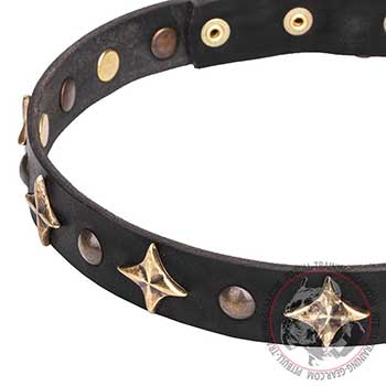 Brass Decorations on Pitbull collar
