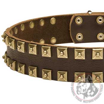 Vintage Brass Studs on Leather Pit Bull Collar for Walking