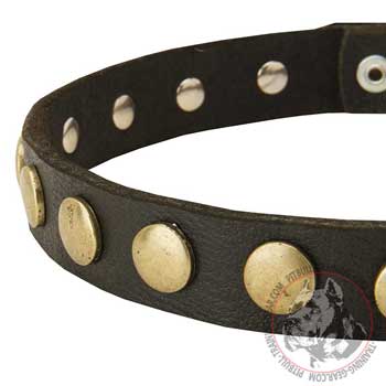 Brass circles on leather collar for Pitbull showing off