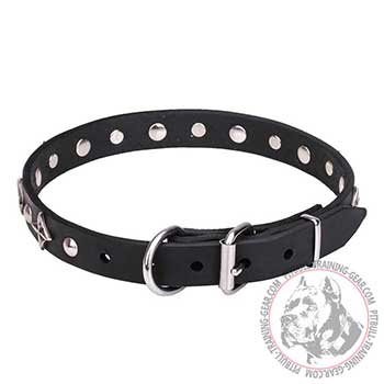 Pit Bull Dog Collar with Chrome Plated Buckle and D-ring