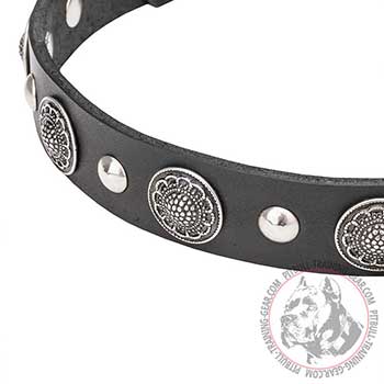 Walking Dog Collar for Pit Bulls: exclusive chrome decorations