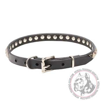 Collar for Pitbulls with chrome plated hardware