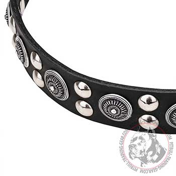 Dog Collar for Pit Bulls: mod design with conchos