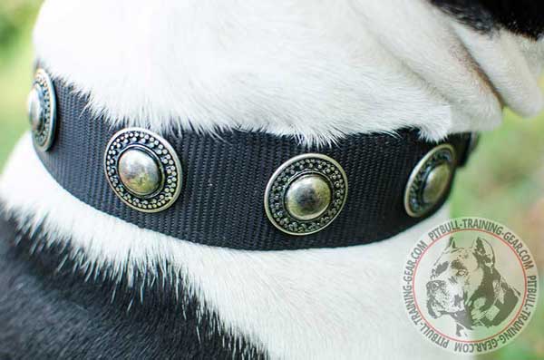 Silver Conchos on Adjustable Designer Nylon American Pit Bull Terrier Collar