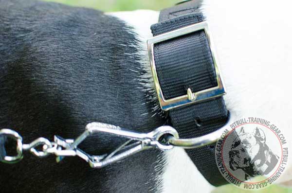 Nickel D-ring on Nylon Dog Collar for Pitbull for Leash Attachment