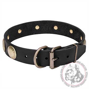 Leather Pitbull collar adjustable with belt buckle