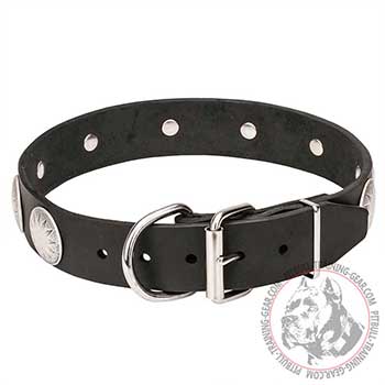 Dog Collar for Pitbulls with chrome plated buckle