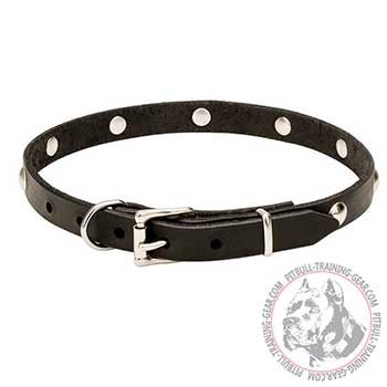 Leather Pitbull Collar, chrome plated buckle and D-ring