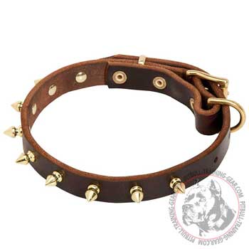 Spiked leather dog collar for Pit Bull walking
