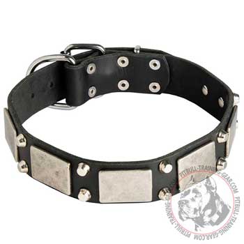 Leather dog collar for Pitbull decorated with nickel plates and pyramids