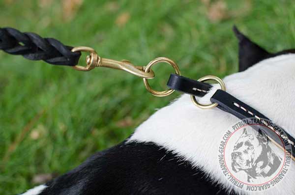 Brass Hardware on Leather Dog Choke Collar for Pitbull