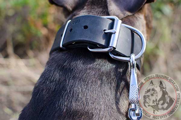 Nickel Fittings on Leather Dog Collar for Pitbull