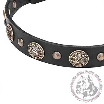 Walking Dog Collar for Pit Bulls: exclusive brass decorations