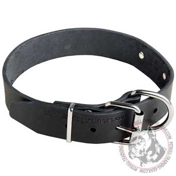 Durable Nickel Hardware on American Pit Bull Collar for Attachment of the Lead