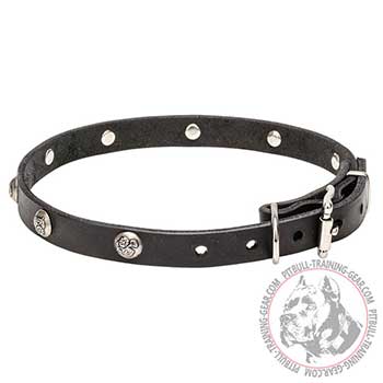Collar for Pitbulls with rust resistant hardware