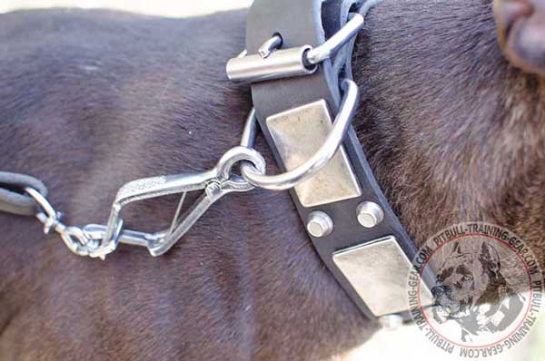 Nickel plated fittings of leather dog collar for walking