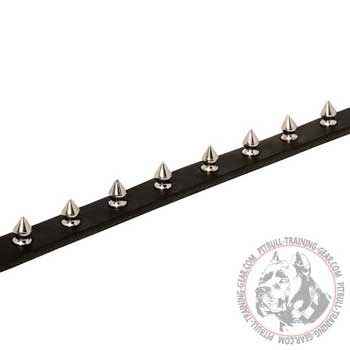Nickel plated spikes of leather dog collar for Pit Bull