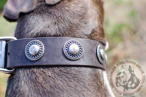Silver Conchos on Wide Dog Collar Made of Leather