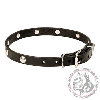 Leather Collar for Pit Bulls, ultra strong