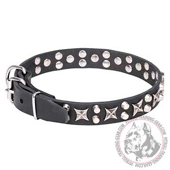 Pit Bull Dog Collar with Chrome Plated Belt Buckle