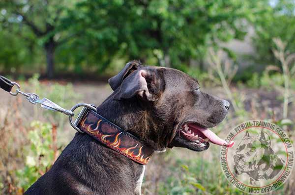 Designer Leather Pitbull Collar Easy Adjustable to your Pet's Sizes