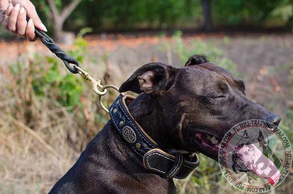 Leather Dog Collar for Pit Bull with Brass D-Ring for Attachment of your Dog Lead