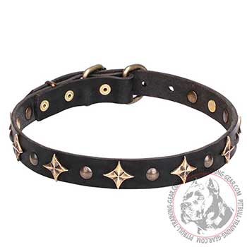 Pit Bull Dog Collar with Brass Fineries