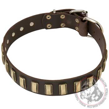 Pit Bull Collar with Fancy Decorations