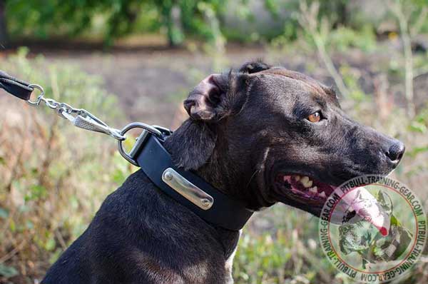 Training Leather Pit Bull Collar with Wide D-ring