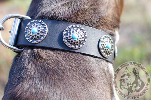 Leather Pit Bull Collar with Fantastic Conchos for Stylish Walking