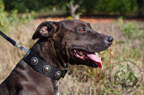 Durable Nylon Pit Bull Collar for Handling with Fancy Conchos