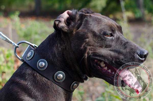Wide Pit Bull Collar for Walking with Conchos