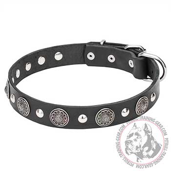 Pit Bull Dog Collar with Rustproof Chrome Fittings