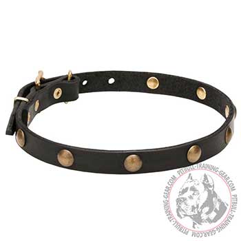 Walking Leather Collar for Pitbulls; Brass Plated fittings