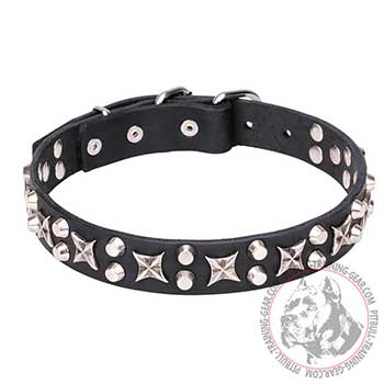 Pit Bull Dog Collar with shiny rustproof figgery