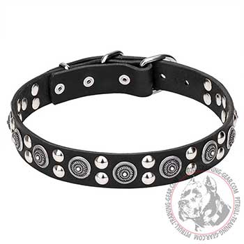 Pit Bull Dog Collar with Rustproof Chrome Elements