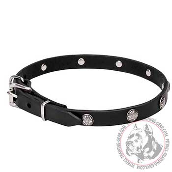 Leather Dog Collar for Pit Bull breed