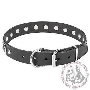 Walking Pitbull Dog Collar, strong belt buckle