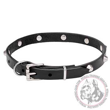 Leather Collar for Pit Bulls with Belt Buckle