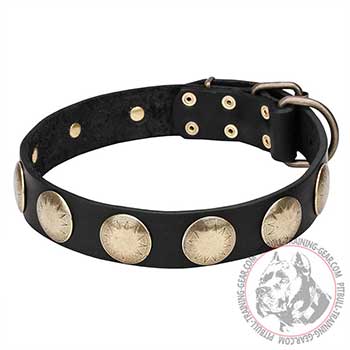 Dog Collar for Pitbulls with brass plated round studs