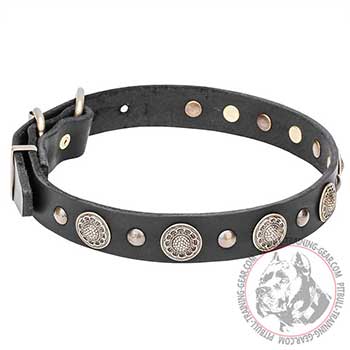 Pit Bull Dog Collar with Rustproof Brass Fittings